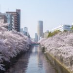 目黒川の桜!おすすめルート・スポット・お花見クルーズについて紹介します