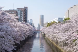 目黒川の桜!おすすめルート・スポット・お花見クルーズについて紹介します