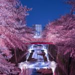 目黒川桜祭りの混雑状況・ライトアップ情報・座れる場所を紹介します