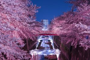 目黒川桜祭りの混雑状況・ライトアップ情報・座れる場所を紹介します
