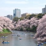 千鳥ヶ淵の桜をボートで堪能!待ち時間・混雑回避のコツとは?