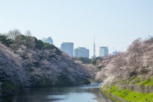 千鳥ヶ淵の桜のおすすめルート・屋台・見どころポイントを解説します!