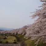 角館の桜の知っておくべき混雑状況・駐車場・交通規制情報まとめ