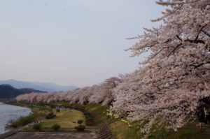 角館の桜の知っておくべき混雑状況・駐車場・交通規制情報まとめ