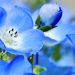 ネモフィラに似た花の名前はオオイヌノフグリ!違いの見分け方簡単まとめ