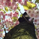 新宿御苑の桜!おすすめの入口は何門?アクセス・駐車場も解説