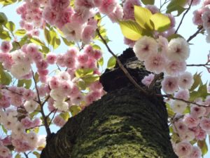 新宿御苑の桜!おすすめの入口は何門?アクセス・駐車場も解説