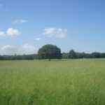 昭和記念公園の桜の混雑状況、場所取り、駐車場等のお役立ち情報まとめ