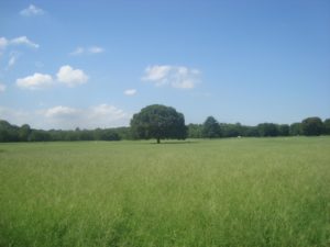 昭和記念公園の桜の混雑状況、場所取り、駐車場等のお役立ち情報まとめ