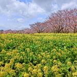 昭和記念公園の夜桜ライトアップと花火は中止！お花見散策はできる【2020】