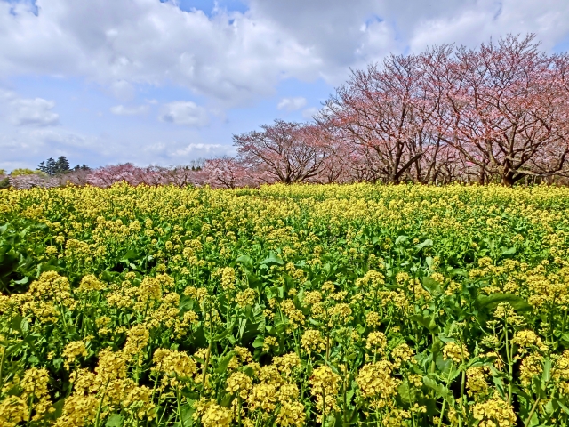 昭和記念公園の夜桜ライトアップと花火は中止！お花見散策はできる【2020】