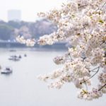 千鳥ヶ淵の桜2020はライトアップもボートも中止!新型コロナで混雑はどうなる?