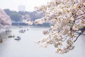 千鳥ヶ淵の桜2020はライトアップもボートも中止！新型コロナで混雑はどうなる？