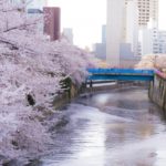 目黒川の桜祭り2020は新型コロナで中止!ライトアップなしで混雑はなくなる?