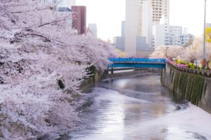 目黒川の桜祭り2020は新型コロナで中止!ライトアップなしで混雑はなくなる?