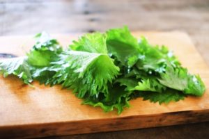 大葉は変色しても食べられる？変色予防には瓶保存か冷凍保存がおすすめ