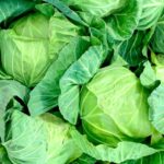 キャベツの黒いつぶつぶの斑点はカビ？新鮮なものを選ぶ方法と保存方法