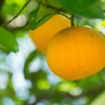 はっさくの皮を食べるって栄養的にアリ?効果的な活用法は他にもある?