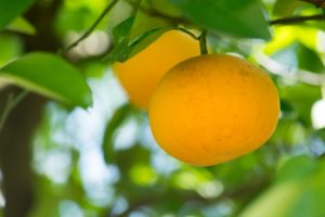 はっさくの皮を食べるって栄養的にアリ?効果的な活用法は他にもある?